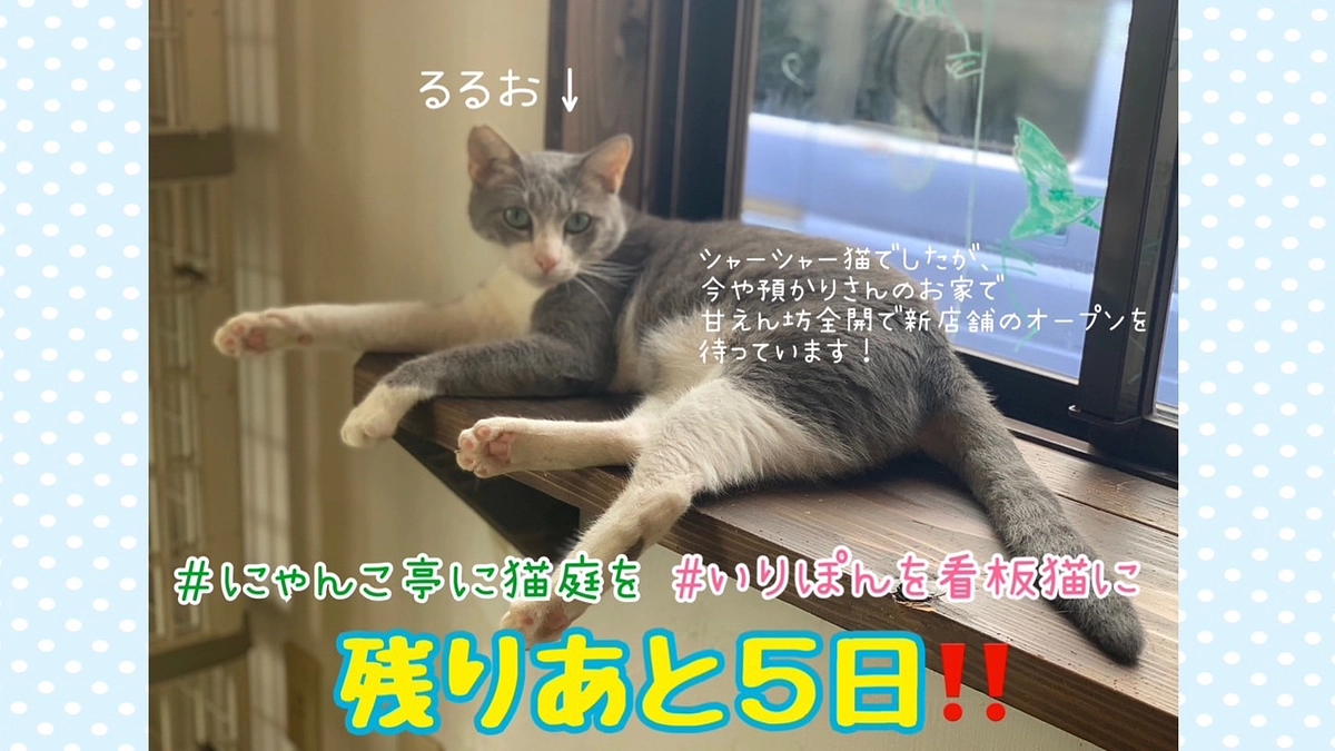 【あと5日】コメント紹介と譲渡会🐱✨