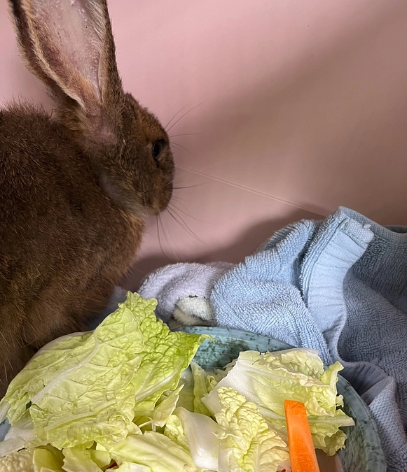 【活動報告】野うさぎの最後