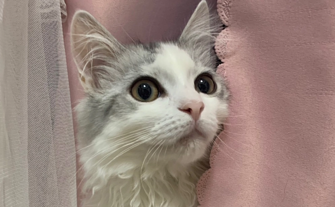 レオちゃんへのご支援2