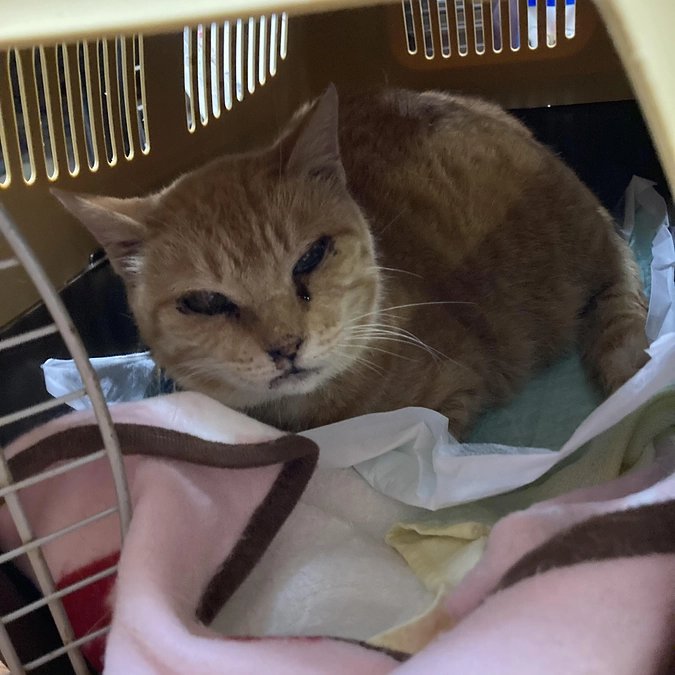 体調を崩していたベルちゃん　元気になりました！