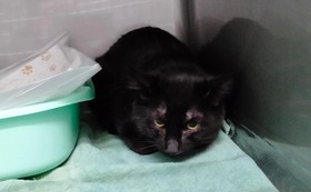 ホタテ負けるな！