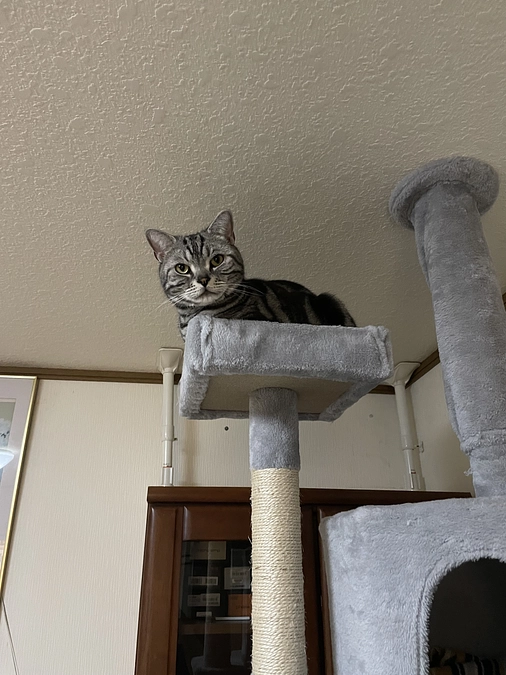 本日の銀時(投薬53日目)