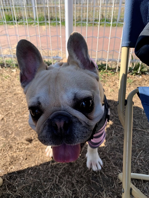 ちくわ🐶のその後の経過報告🌸