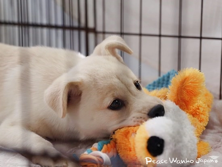 右前肢が曲がっている子犬の「ジャズ」卒業！