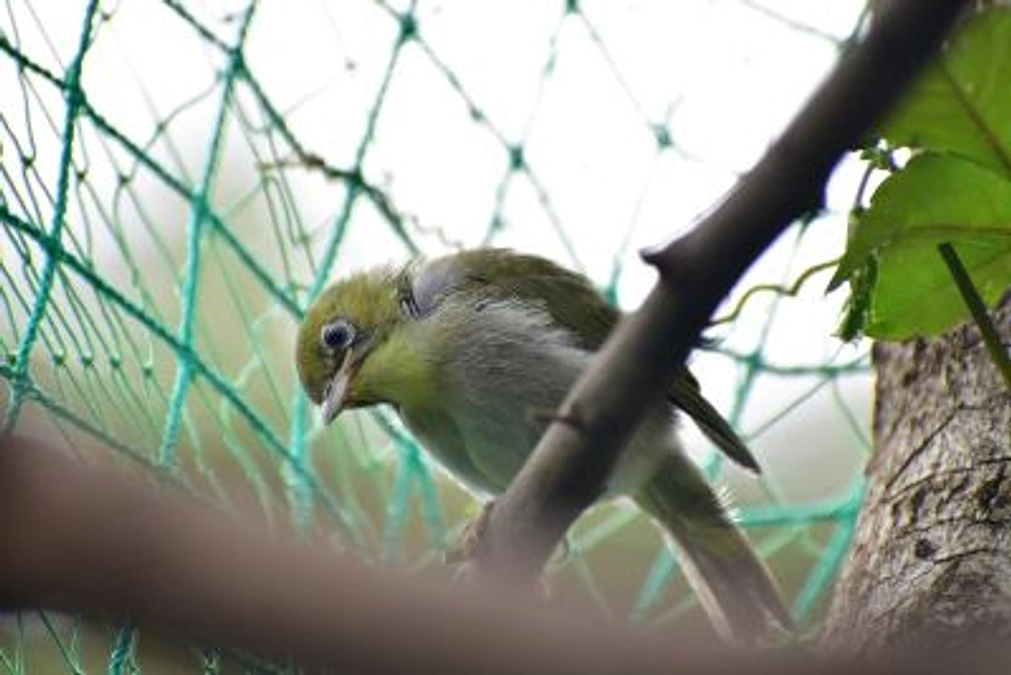 【リリース情報と訃報】メジロ3兄弟