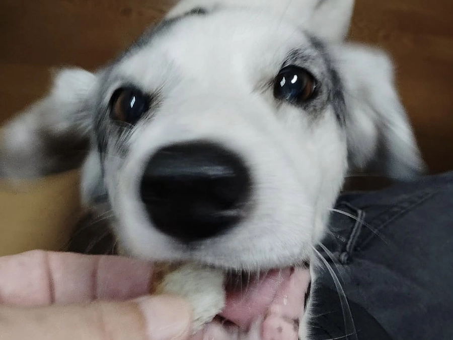 里親さまからのメッセージ　ザックのご家族とグリのご家族より