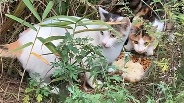 山の中で繁殖している猫たちのTNRと子猫の保護に力を貸してください のトップ画像