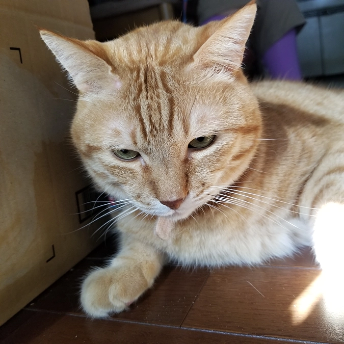 昨日からのチャー