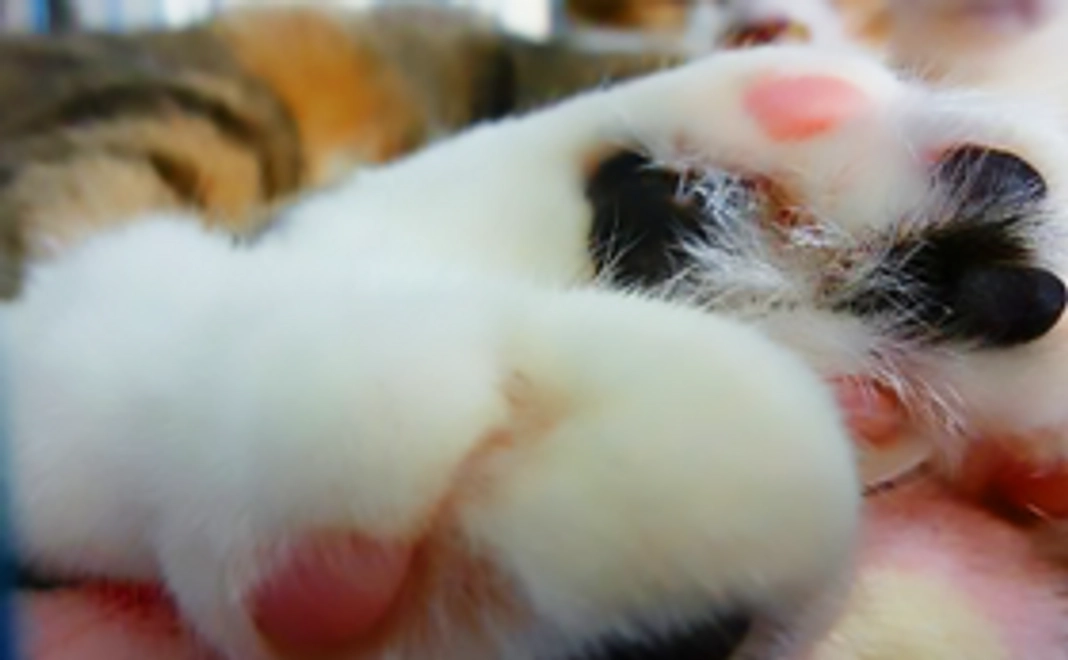 保護猫ご支援コース