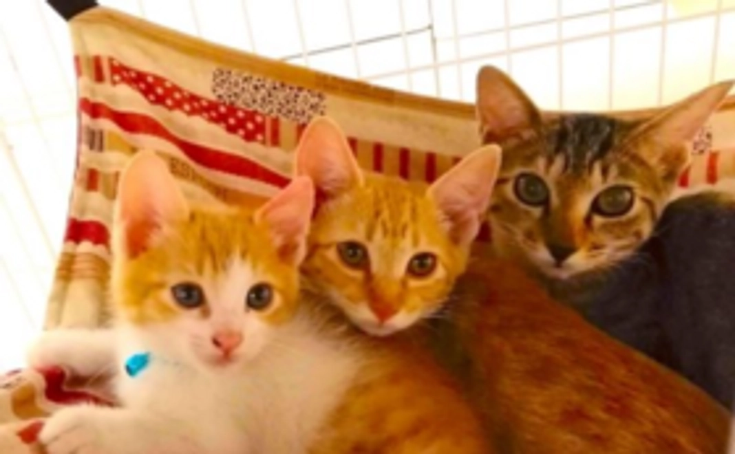 【かぎしっぽサポーター】猫1匹分の避妊・去勢手術代になります