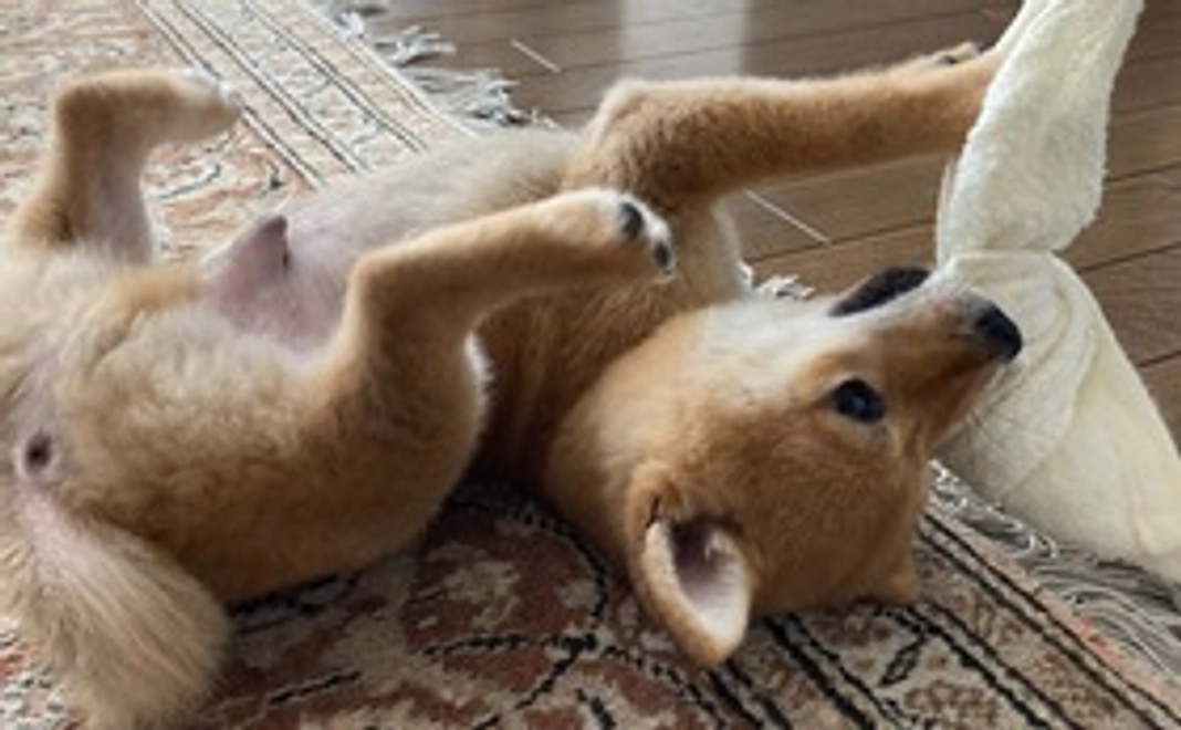 がんばれ！まめ太！②