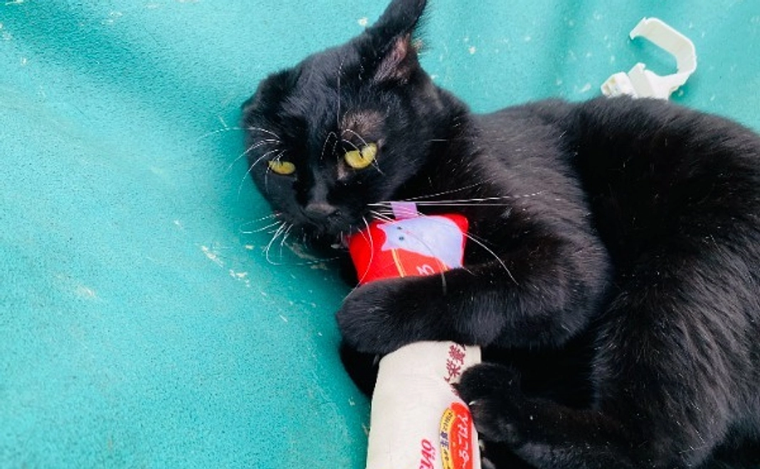 シャディ保護猫ハウスを全力で応援!20000円