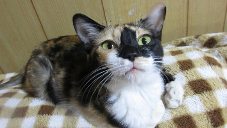 お尻の穴がなく排泄のできない「みぃちゃん」を救いたい！