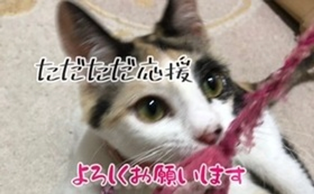 ただただ応援①