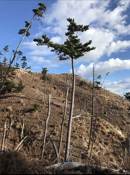 女川の森の現状