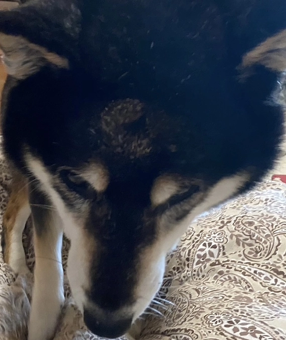 小鉄がご飯食べた！