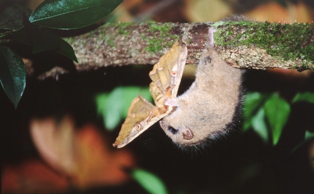 【リターン不要な方向け】全力応援コース｜3千円