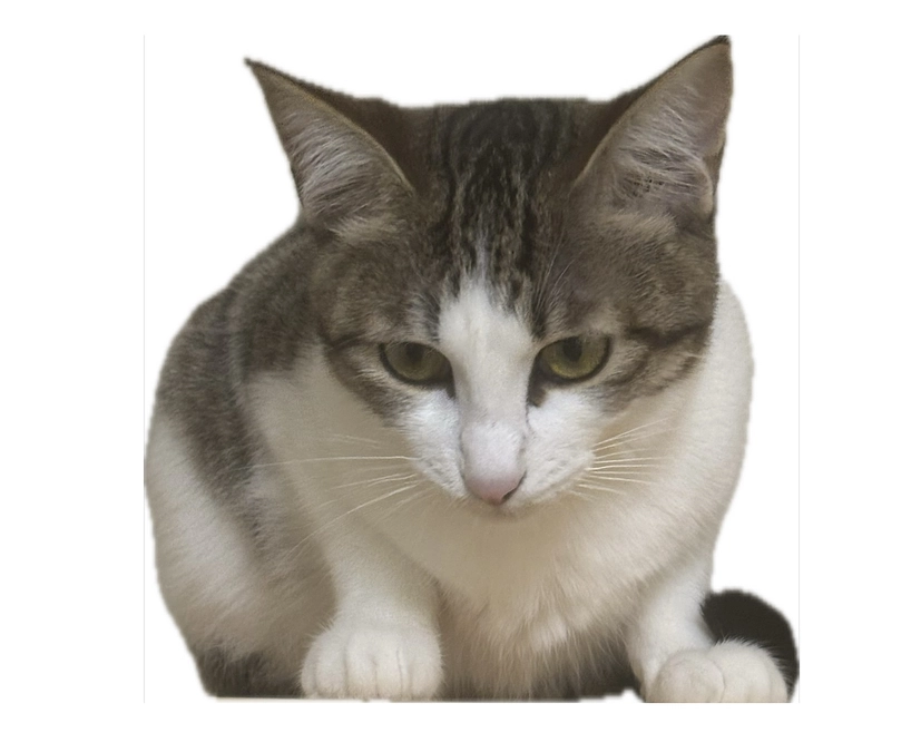 代理支援追加のお知らせです