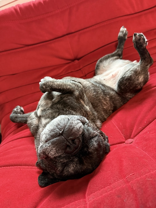 🐾 残り7日となりました🐾