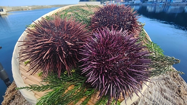 三崎の赤ウニブランド化！日本一へ　～ウニの街 佐田岬の実現～ のトップ画像