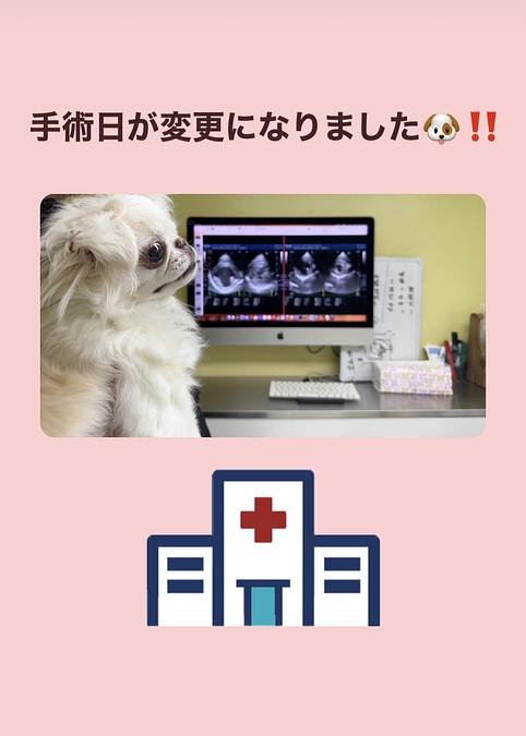 手術日変更のお知らせ🐶🏥とクラウドファンディング継続支援のお願い🙇‍♀️✨
