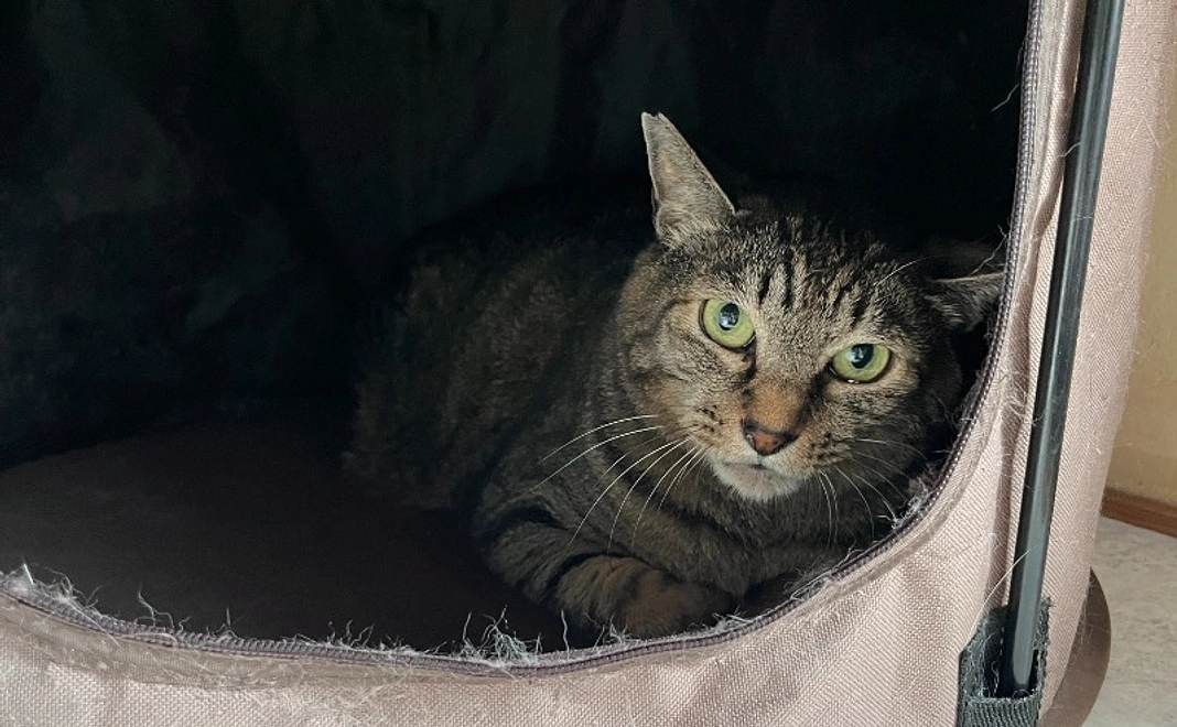 全力応援！｜ハレミーコース