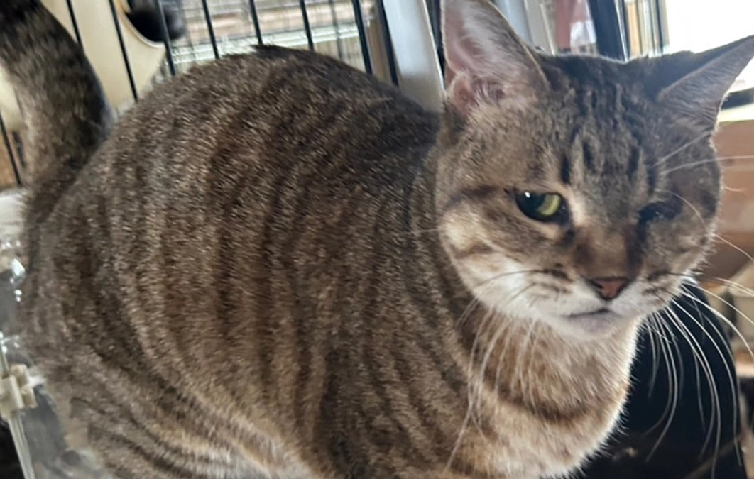 地域猫から保護猫へ