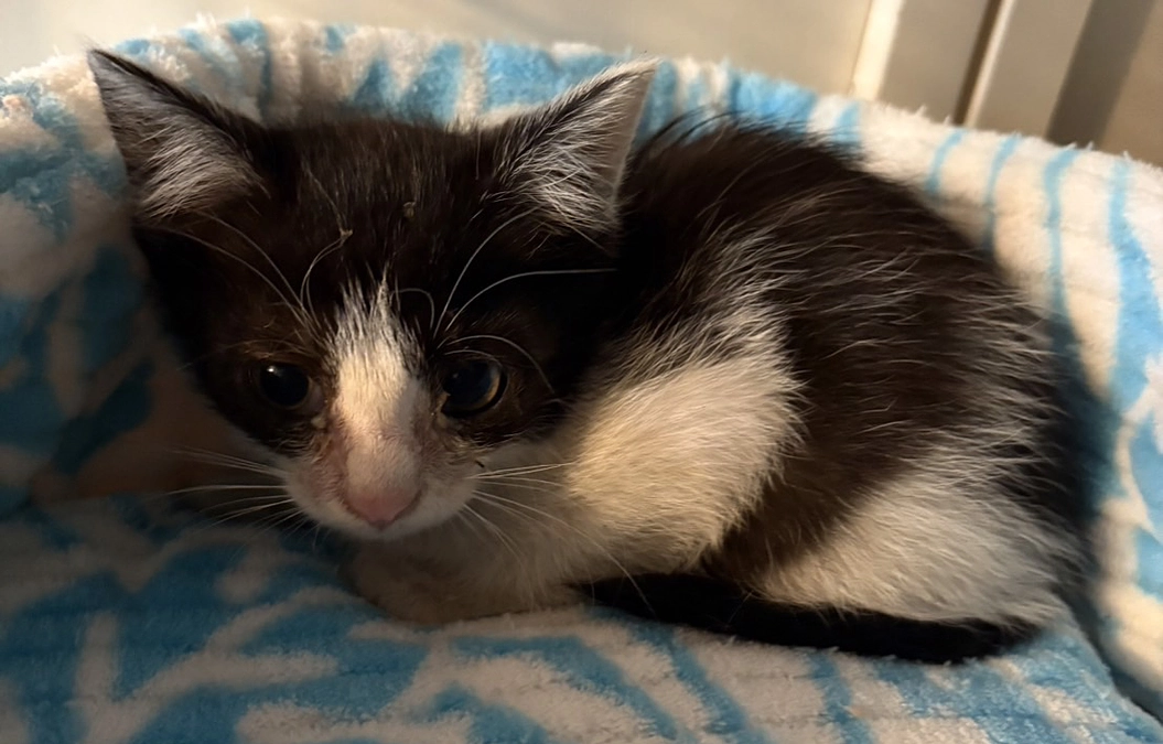 おばあさんの猫を4匹とも、TNR