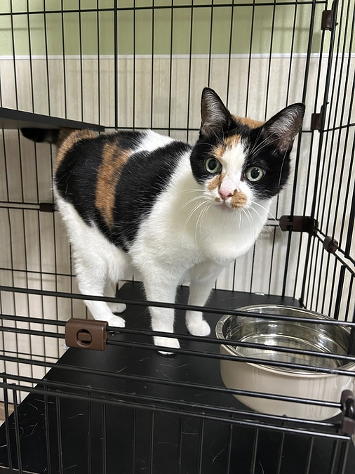 	「保護できる命には限りがある――現場から伝えたいこと」