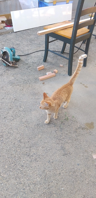 猫ちゃんのご飯買いました