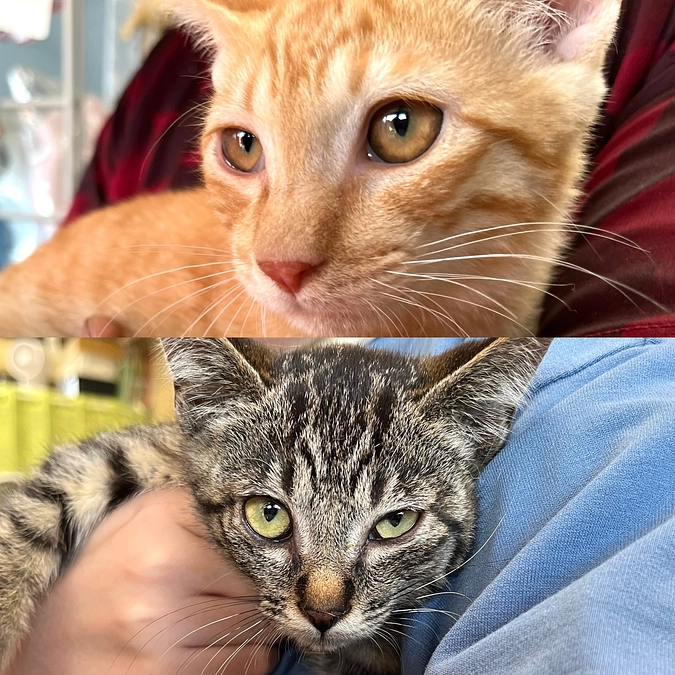 里親さんが決定！