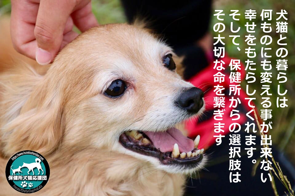 残り【4日】命の選択が当り前になれば、殺処分は止めれます！どうか力をお貸し下さい!!