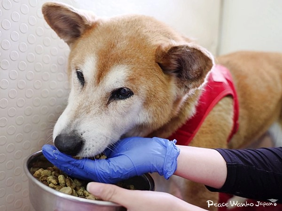 どんな過去があっても、人を信じ続ける「おこげ」