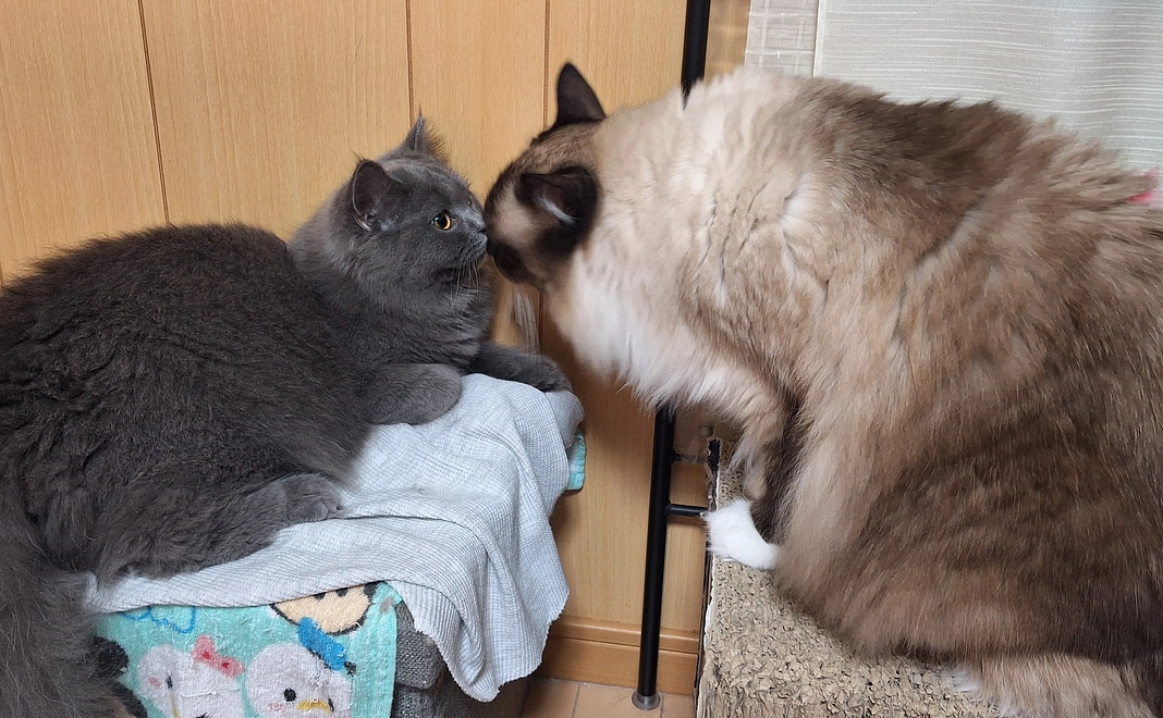 ポンちゃん明日のために6