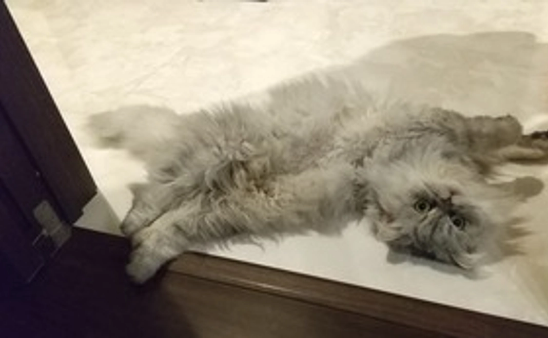 絶対救いたい！