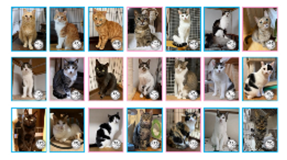 150頭の保護猫たちの生活を維持しています