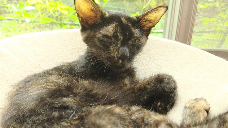 FIPに罹ってしまった汐里の治療費を支援していただけないでしょうか