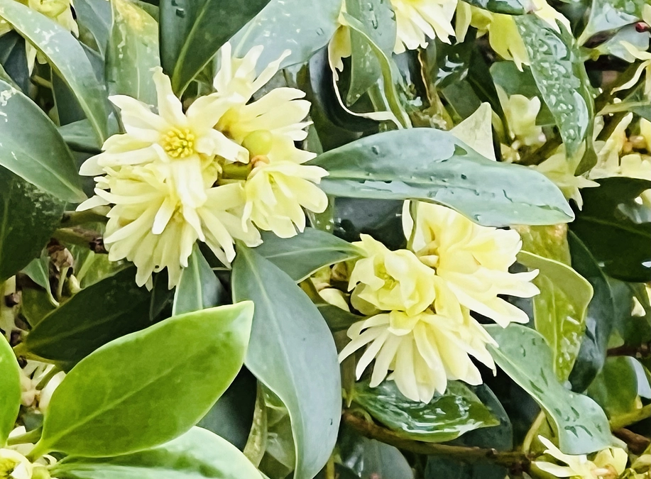 誕生院の花だより