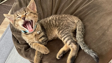 生後１ヶ月でFIP(混合性)を発症したロイ君を助けてください。 のトップ画像