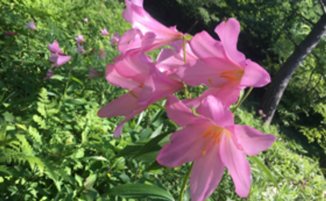 オトメユリ保護のため危険な階段修復