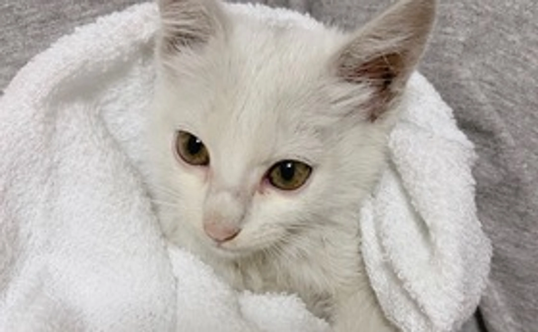 お礼のメール＋ルルの写真1枚