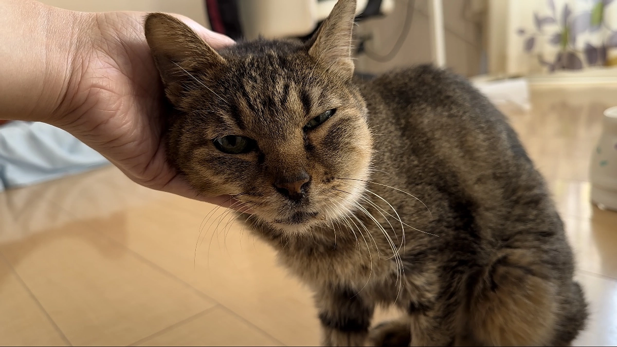 大きくなる不安／お知らせ