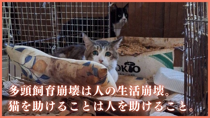 相次ぐ多頭崩壊。シェルター増設とTNRで不幸な野良猫を増やさない！ 3枚目