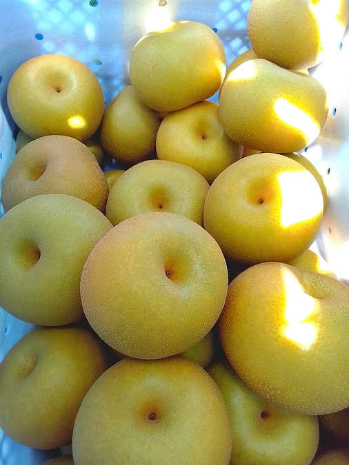 収穫始まりました