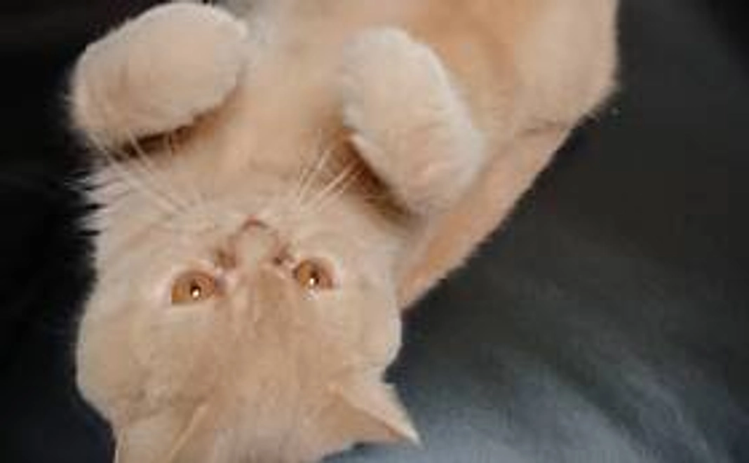 ブリ応援（500円）