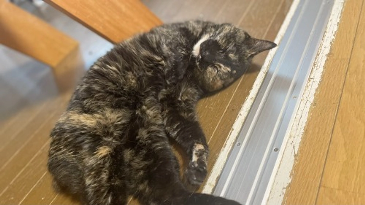 一般譲渡が難しい子たちの終生飼養のおうちとして