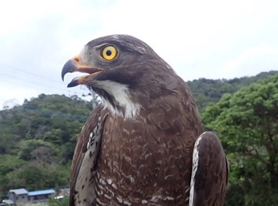 【第一弾のサシバたち】川上⑤