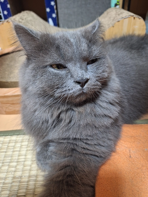 ポンちゃんの活動報告☘️