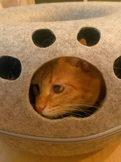 新しいキャットドーム