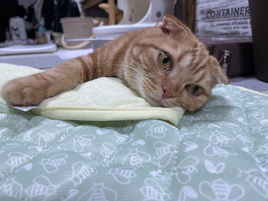 挑戦期間　残り4日